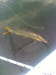 07-22-11_0619